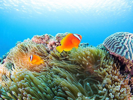 포토 JPG 동물 바다 두마리 자연 어류 사람없음 야외 바닷속 수중 수중동물 열대어 수중사진 국내포토 2 생태계 파일형식