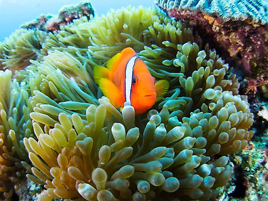 포토 JPG 동물 한마리 바다 자연 어류 근접촬영 사람없음 야외 바닷속 수중 수중동물 열대어 수중사진 국내포토 1 뷰포인트 생태계 파일형식