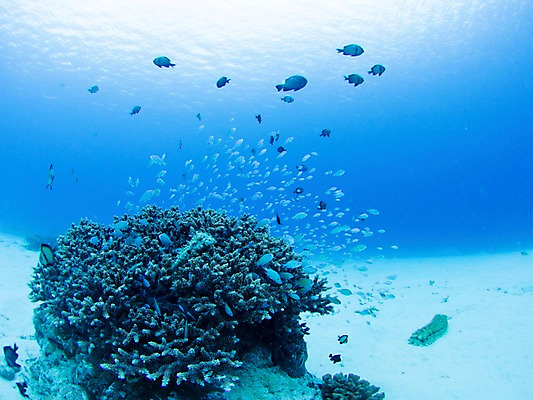 포토 JPG 동물 바다 다수 여러마리 자연 어류 사람없음 야외 바닷속 수중 수중동물 산호 산호초 수중사진 국내포토 수중식물 자포동물 생태계 파일형식
