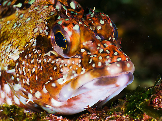포토 JPG 동물 한마리 바다 자연 어류 근접촬영 사람없음 야외 바닷속 수중 수중동물 입 안구 수중사진 국내포토 1 뷰포인트 신체부위 생태계 파일형식