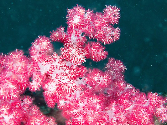 포토 JPG 바다 컬러 자연 근접촬영 사람없음 야외 빨간색 바닷속 수중 바다동물 수중동물 산호 산호초 수중사진 국내포토 동물 뷰포인트 수중식물 자포동물 생태계 파일형식