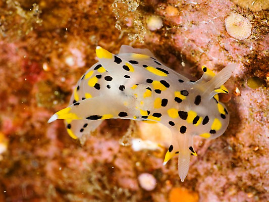 포토 JPG 동물 바다 자연 어류 근접촬영 사람없음 야외 바닷속 수중 바다동물 수중동물 점박이 수중사진 국내포토 뷰포인트 생태계 파일형식