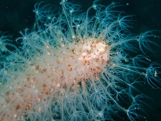 포토 JPG 동물 바다 자연 근접촬영 사람없음 야외 바닷속 수중 바다동물 수중동물 촉수 수중사진 국내포토 뷰포인트 생태계 파일형식