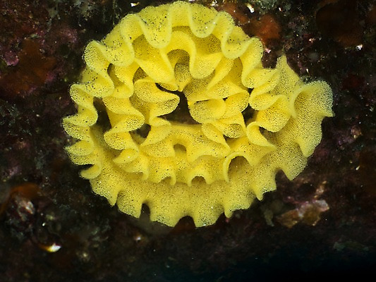 포토 JPG 바다 자연 근접촬영 사람없음 야외 바닷속 수중 바다동물 수중동물 수중사진 국내포토 동물 뷰포인트 생태계 파일형식