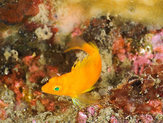 포토 JPG 동물 한마리 바다 자연 어류 근접촬영 사람없음 야외 바닷속 수중 수중동물 수중사진 국내포토 1 뷰포인트 생태계 파일형식