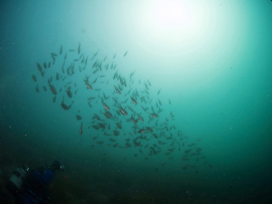 포토 JPG 동물 바다 다수 여러마리 자연 어류 한명 야외 바닷속 수중 수중동물 잠수부 스쿠버다이빙 수중사진 국내포토 1 사람 수상스포츠 전문직 생태계 파일형식