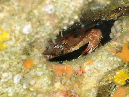 포토 JPG 동물 한마리 바다 자연 갑각류 근접촬영 사람없음 야외 바닷속 수중 수중동물 꽃게 게 돌_바위 바위 틈 수중사진 국내포토 1 뷰포인트 생태계 파일형식