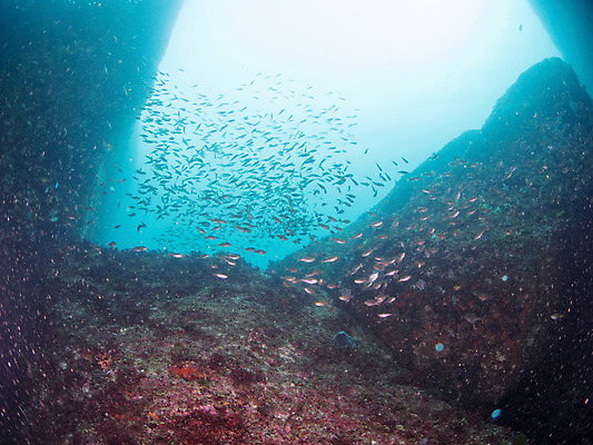 포토 JPG 동물 바다 다수 여러마리 자연 어류 사람없음 야외 바닷속 수중 수중동물 돌_바위 바위 수중사진 국내포토 생태계 파일형식