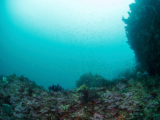 포토 JPG 동물 바다 다수 여러마리 자연 어류 사람없음 야외 바닷속 수중 수중동물 돌_바위 바위 산호 수중사진 국내포토 자포동물 생태계 파일형식