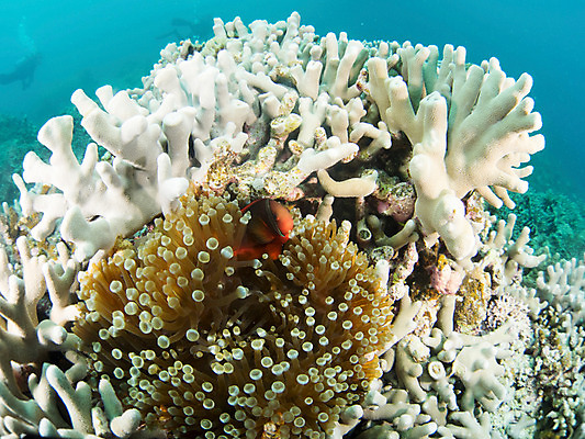 포토 JPG 동물 바다 자연 어류 사람없음 야외 바닷속 수중 수중동물 산호 열대어 수중사진 국내포토 자포동물 생태계 파일형식