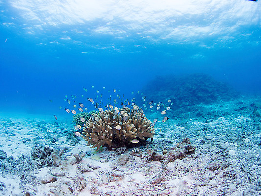 포토 JPG 동물 바다 다수 여러마리 자연 어류 사람없음 야외 바닷속 수중 수중동물 산호 열대어 수중사진 국내포토 자포동물 생태계 파일형식