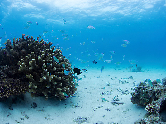포토 JPG 동물 바다 다수 여러마리 자연 어류 사람없음 야외 바닷속 수중 수중동물 산호 수중사진 국내포토 자포동물 생태계 파일형식