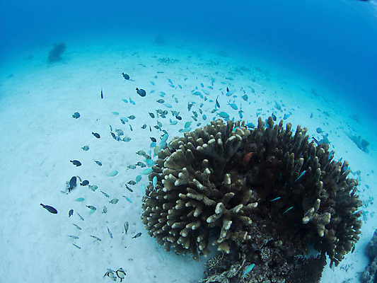 포토 JPG 동물 바다 다수 여러마리 자연 어류 사람없음 야외 바닷속 수중 수중동물 산호 산호초 수중사진 국내포토 수중식물 자포동물 생태계 파일형식