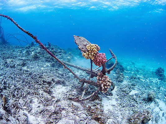 포토 JPG 바다 자연 사람없음 야외 바닷속 수중 빈티지 산호 닻 수중사진 국내포토 컨셉 자포동물 생태계 파일형식