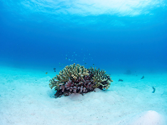 포토 JPG 동물 바다 자연 어류 사람없음 야외 바닷속 수중 수중동물 산호 수중사진 국내포토 자포동물 생태계 파일형식