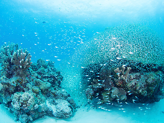 포토 JPG 동물 바다 다수 여러마리 자연 어류 사람없음 야외 바닷속 수중 수중동물 돌_바위 바위 산호 수중사진 국내포토 자포동물 생태계 파일형식