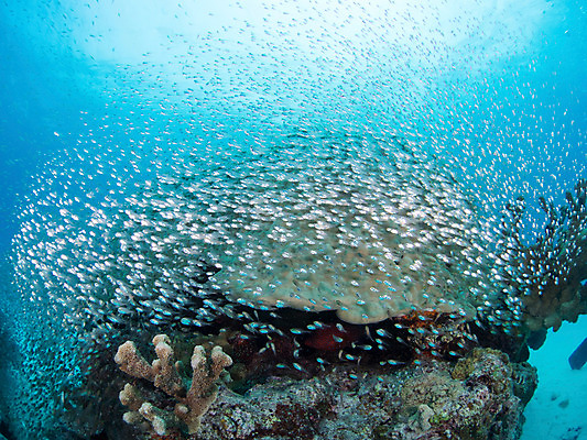 포토 JPG 동물 바다 다수 여러마리 자연 어류 사람없음 야외 바닷속 수중 수중동물 돌_바위 바위 산호 수중사진 국내포토 자포동물 생태계 파일형식