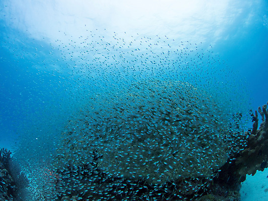 포토 JPG 동물 바다 다수 여러마리 자연 어류 사람없음 야외 바닷속 수중 수중사진 국내포토 수중동물 생태계 파일형식