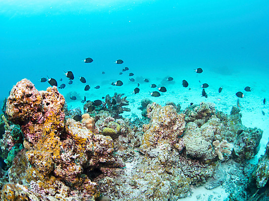 포토 JPG 동물 바다 다수 여러마리 자연 어류 사람없음 야외 바닷속 수중 돌_바위 바위 암초 수중사진 국내포토 수중동물 생태계 파일형식
