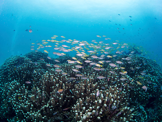 포토 JPG 동물 바다 다수 여러마리 자연 어류 사람없음 야외 바닷속 수중 산호 수중사진 국내포토 수중동물 자포동물 생태계 파일형식