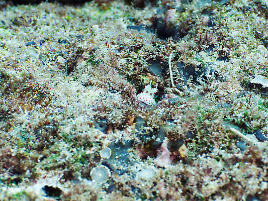 포토 JPG 동물 바다 자연 어류 사람없음 야외 바닷속 수중 수중동물 수중사진 국내포토 생태계 파일형식