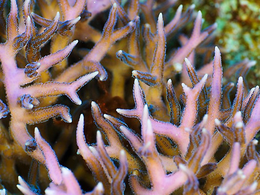 포토 JPG 동물 바다 자연 근접촬영 사람없음 야외 바닷속 수중 수중동물 산호 산호초 수중사진 국내포토 뷰포인트 수중식물 자포동물 생태계 파일형식