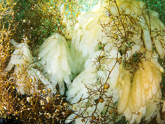 포토 JPG 동물 바다 자연 사람없음 야외 바닷속 수중 수중동물 수중사진 국내포토 생태계 파일형식