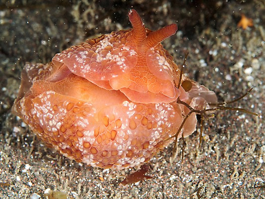 포토 JPG 동물 한마리 바다 자연 사람없음 야외 바닷속 수중 수중동물 촉수 수중사진 국내포토 1 생태계 파일형식