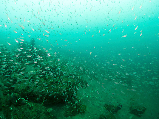 포토 JPG 동물 바다 다수 여러마리 자연 어류 사람없음 야외 바닷속 수중 수중사진 국내포토 수중동물 생태계 파일형식