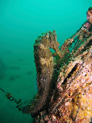 포토 JPG 동물 한마리 바다 자연 어류 근접촬영 사람없음 야외 바닷속 수중 수중동물 해마 수중사진 국내포토 1 뷰포인트 바다동물 생태계 파일형식