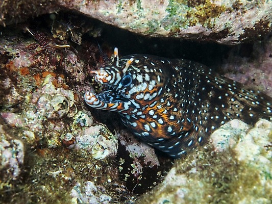 포토 JPG 동물 한마리 바다 자연 어류 사람없음 야외 바닷속 수중 돌_바위 바위 수중사진 국내포토 1 수중동물 생태계 파일형식