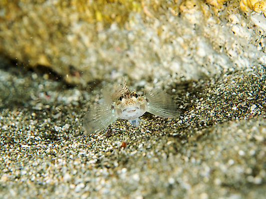 포토 JPG 동물 한마리 모래 바다 자연 어류 사람없음 야외 아웃포커스 바닷속 수중 수중동물 수중사진 국내포토 1 촬영기법 생태계 파일형식