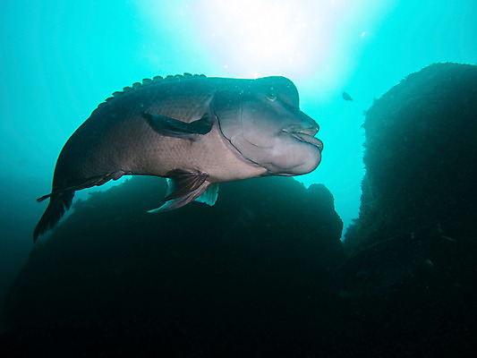 포토 JPG 동물 한마리 바다 자연 어류 사람없음 야외 바닷속 수중 수중동물 수중사진 국내포토 1 생태계 파일형식