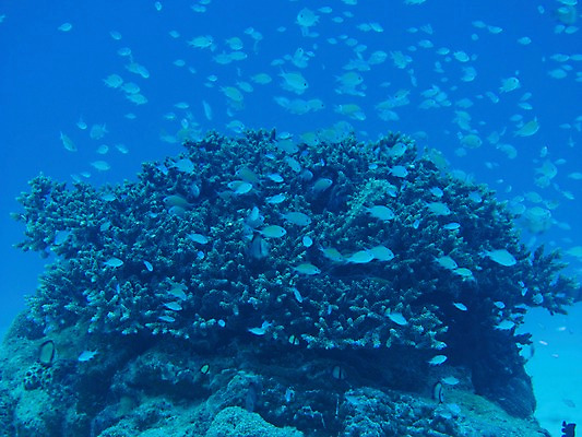 포토 JPG 동물 바다 여러마리 자연 어류 풍경 사람없음 야외 바닷속 수중 돌_바위 바위 산호 수중사진 국내포토 다수 수중동물 자포동물 생태계 파일형식