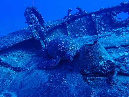 포토 JPG 동물 한마리 바다 자연 사람없음 야외 바닷속 수중 수중동물 거북이 수중사진 국내포토 1 파충류 생태계 파일형식