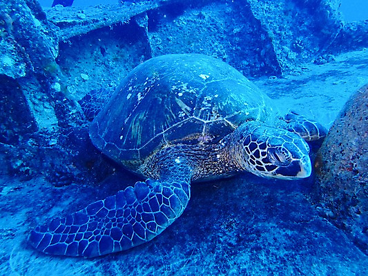 포토 JPG 동물 한마리 바다 자연 사람없음 야외 바닷속 수중 수중동물 거북이 수중사진 국내포토 1 파충류 생태계 파일형식