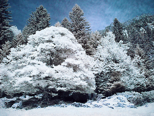 포토 JPG 해외이미지 나무 식물 구름 공원 잎 자연 하늘 산 풍경 사람없음 야외 파란색 환경 나뭇가지 시골 숲 침엽수 적외선 해외202004 해외포토 자연요소 공공시설 컬러 생태계 파일형식 이미지허브