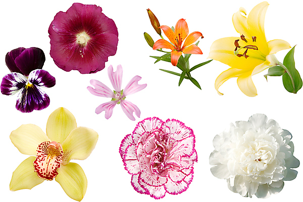 포토 JPG 해외이미지 식물 디자인 계절 꽃잎 꽃 백그라운드 꽃무늬 자연 휴식 종류 선물 사람없음 장식 여름 컬러풀 머리 정원 봄 활발 성장 벚꽃 신선 선택 자르기 수집 싱글 데이지 하와이 내추럴 강렬 고립 엘리먼트 해외202004 해외포토 컬러 컨셉 무늬 모션 신체부위 미국 생태계 파일형식 이미지허브