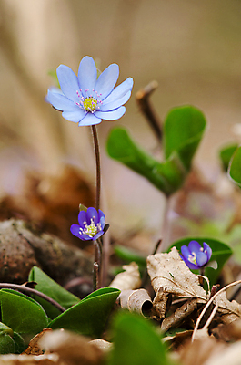 포토 JPG 해외이미지 식물 계절 꽃잎 꽃 백그라운드 잎 꽃무늬 자연 사람없음 야외 목재 세로 파란색 갈색 정원 보라색 봄 들꽃 벚꽃 개화 숲 작음 다발 제비꽃 묘사 노루귀 아네모네 해외202004 해외포토 나무 컬러 무늬 재료 크기 생태계 파일형식 이미지허브