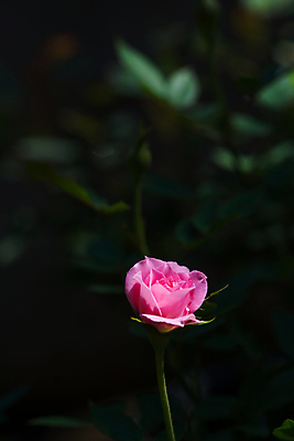 포토 JPG 해외이미지 식물 디자인 계절 꽃잎 꽃 분홍색 꽃다발 결혼 백그라운드 잎 꽃무늬 자연 발렌타인데이 선물 사랑 사람없음 빨간색 초록색 컬러풀 장미 노란색 정원 봄 수확 벚꽃 흰색 신선 개화 달콤 부드러움 내추럴 해외202004 해외포토 감정 컬러 무늬 농업 데이이벤트 이벤트 감각 맛 생태계 파일형식 이미지허브