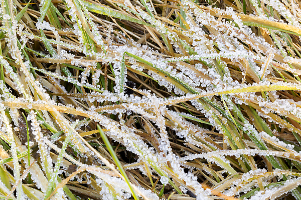 포토 JPG 해외이미지 겨울 사람없음 초록색 얼음 가을 흰색 닫기 서리 해외202004 해외포토 자연요소 계절 컬러 모션 파일형식 이미지허브
