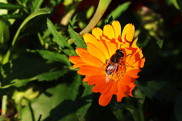 포토 JPG 해외이미지 식물 동물 꽃 음식 곤충 백그라운드 밭 농업 자연 하늘 씨앗 사람없음 야외 초록색 파란색 농작물 노란색 봄 모임 벚꽃 시골 개화 닫기 선택 꿀벌 수집 유채 꽃가루 꿀 내추럴 카놀라 해외202004 해외포토 계절 산업 컬러 컨셉 모션 벌_곤충 가루 생태계 파일형식 이미지허브