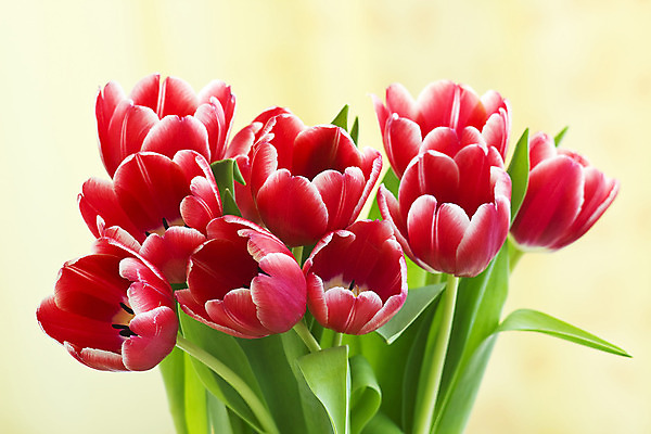 포토 JPG 해외이미지 식물 꽃잎 꽃 줄기 꽃다발 컨셉 잎 꽃무늬 자연 엄마 부활절 기념 발렌타인데이 선물 사랑 사람없음 장식 빨간색 초록색 노란색 정원 봄 튤립 벚꽃 흰색 인사 신선 신용카드 클래식 우아함 다발 배열 꽃집 활 매듭 내추럴 해외202004 해외포토 계절 기념일 감정 컬러 무늬 가족 데이이벤트 금융 상점 예절 생태계 파일형식 이미지허브