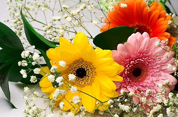 포토 JPG 해외이미지 식물 계절 꽃잎 꽃 분홍색 꽃다발 백그라운드 꽃무늬 패턴 오렌지 자연 해바라기 3 선물 사람없음 장식 가로 빨간색 초록색 컬러풀 노란색 머리 봄 벚꽃 흰색 신선 개화 다발 묘사 싱글 데이지 거베라 내추럴 고립 해외202004 해외포토 컬러 무늬 과일 신체부위 생태계 파일형식 이미지허브