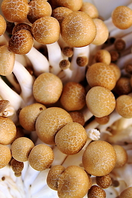 포토 JPG 해외이미지 식물 유럽 음식 줄기 백그라운드 채소 재료 자연 생물 뿔 건강 요리 사람없음 갈색 버섯 성장 굴 흰색 신선 왕 다발 지중해 오브젝트 유기농 날것 트럼펫 프랑스어 곰팡이 식용 채식주의자 세련 해외202004 해외포토 문자 웰빙 나라 바다 컬러 어패류 금관악기 생태계 채식 파일형식 이미지허브