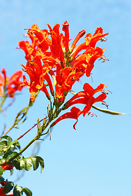 포토 JPG 해외이미지 식물 꽃잎 꽃 백그라운드 잎 꽃무늬 밭 오렌지 아프리카 자연 하늘 사람없음 장식 초록색 파란색 컬러풀 환경 맑음 봄 벚꽃 신선 개화 묘사 원예 꽃가루 남쪽 내추럴 강렬 특별함 많음 카피스페이스 해외202004 해외포토 계절 나라 컬러 컨셉 무늬 농업 과일 날씨 취미 공백 가루 방향 생태계 파일형식 이미지허브