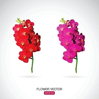 EPS 해외이미지 식물 디자인 꽃잎 꽃 백그라운드 꽃무늬 일러스트 자연 추상 휴가 수채화 미술 동양인 장식 빨간색 여름 머리 우주 정원 보라색 스파 봄 벚꽃 흰색 신선 신용카드 난초 심볼 사인 복숭아 꽃가루 호접란 내추럴 고립 이국적 현실 해외202004 해외일러스트 계절 컬러 무늬 과일 문화예술 인종 신체부위 금융 가루 생태계 파일형식 벡터 이미지허브