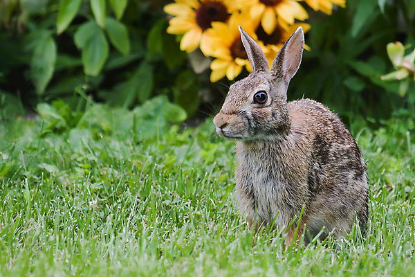 포토 JPG 해외이미지 식물 꽃 행복 야생동물 포유류 발 자연 서기 사람없음 갈색 노란색 평화 봄 흰색 토끼 잡초 선탠 모피 먹기 배고픔 귀 잭 해외202004 해외포토 동물 계절 감정 컬러 컨셉 모션 신체부위 반려동물 생태계 파일형식 이미지허브