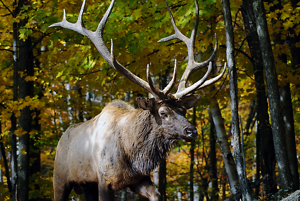 포토 JPG 해외이미지 동물 남자 야생동물 포유류 사슴 뿔 사람없음 갈색 달러 가을 황소 엘크 해외202004 해외포토 계절 컬러 돈 사람 소 파일형식 이미지허브