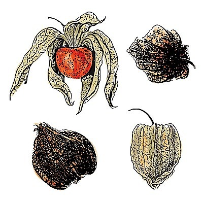 EPS 해외이미지 식물 손 디자인 열매 꽃 음식 백그라운드 잎 오렌지 과일 일러스트 자연 수채화 건강 미술 장식 세트 가을 흰색 황금 스케치 수집 유기농 손그림 고립 구스베리 해외202004 해외일러스트 웰빙 계절 컬러 문화예술 신체부위 생태계 파일형식 벡터 이미지허브